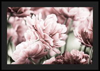 Närbild av rosa dubbelblommande tulpaner i mjukt ljus-4