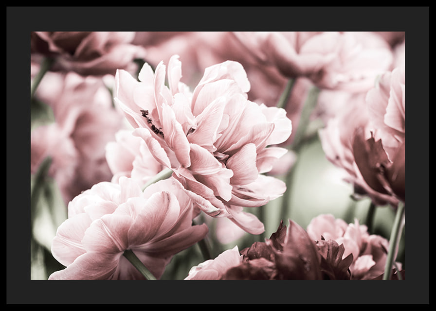 Närbild av rosa dubbelblommande tulpaner i mjukt ljus-12