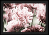 Närbild av rosa dubbelblommande tulpaner i mjukt ljus-4