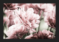 Närbild av rosa dubbelblommande tulpaner i mjukt ljus-5