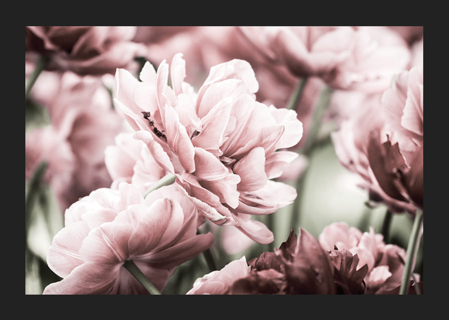 Närbild av rosa dubbelblommande tulpaner i mjukt ljus-12