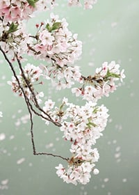 Fotografisk närbild av ljusrosa körsbärsblommor mot grön bakgrund-7