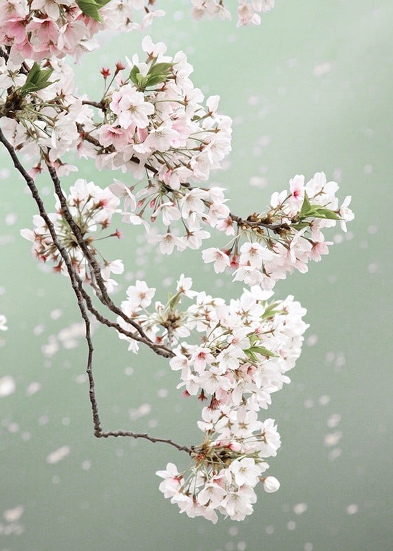 Fotografisk närbild av ljusrosa körsbärsblommor mot grön bakgrund-12