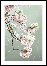 Fotografisk närbild av ljusrosa körsbärsblommor mot grön bakgrund-0