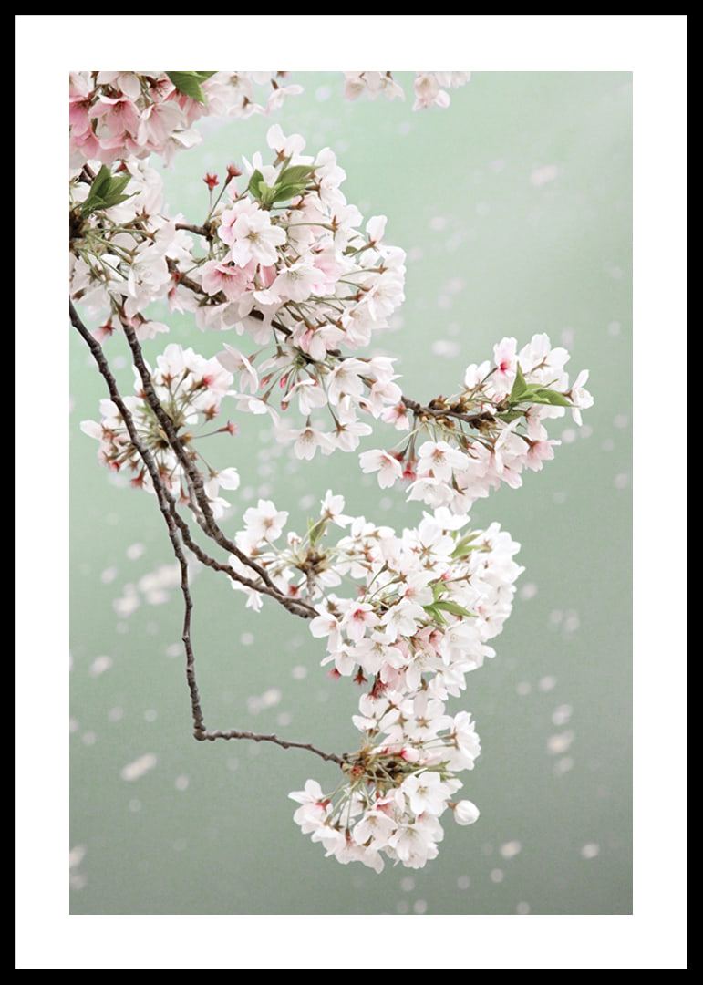 Fotografisk närbild av ljusrosa körsbärsblommor mot grön bakgrund-12