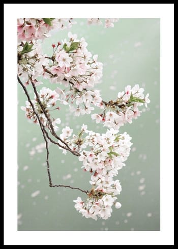Poster Cherry Blossom