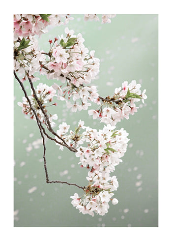 Poster Cherry Blossom