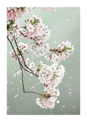 Poster Cherry Blossom