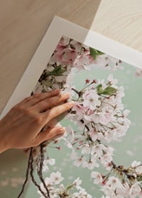 Fotografisk närbild av ljusrosa körsbärsblommor mot grön bakgrund-9