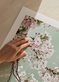 Cherry Blossom-5
