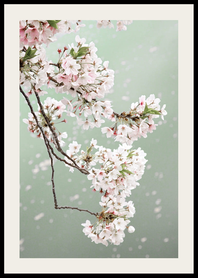 Fotografický detailný záber svetloružových čerešňových kvetov na zelenom pozadí-12