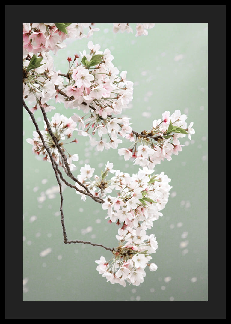 Fotografický detailný záber svetloružových čerešňových kvetov na zelenom pozadí-12