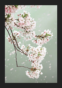 Fotografisk närbild av ljusrosa körsbärsblommor mot grön bakgrund-5