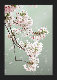 Fotografický detailný záber svetloružových čerešňových kvetov na zelenom pozadí-5