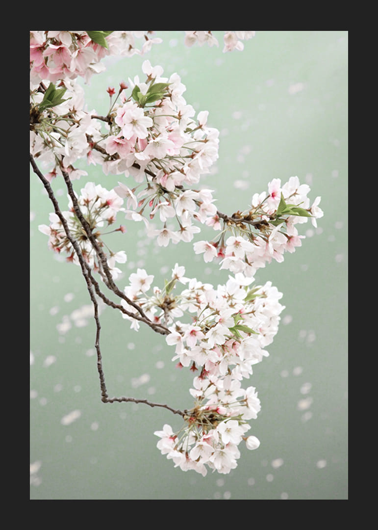 Fotografický detailný záber svetloružových čerešňových kvetov na zelenom pozadí-12