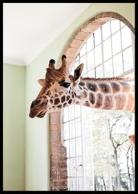 Fotografía de una jirafa asomando la cabeza por una ventana grande.-6