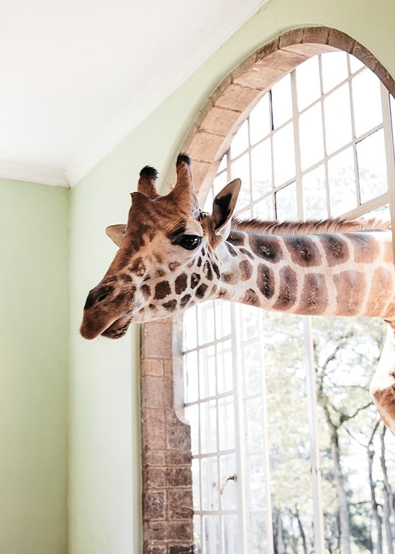 Fotografía de una jirafa asomando la cabeza por una ventana grande.-12