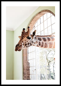 Fotografía de una jirafa asomando la cabeza por una ventana grande.-0