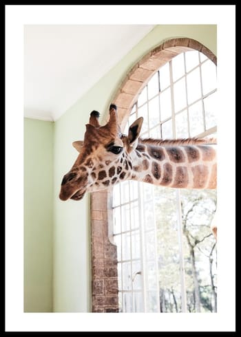 Plakat Giraffe Through Window