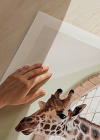 Fotografía de una jirafa asomando la cabeza por una ventana grande.-9