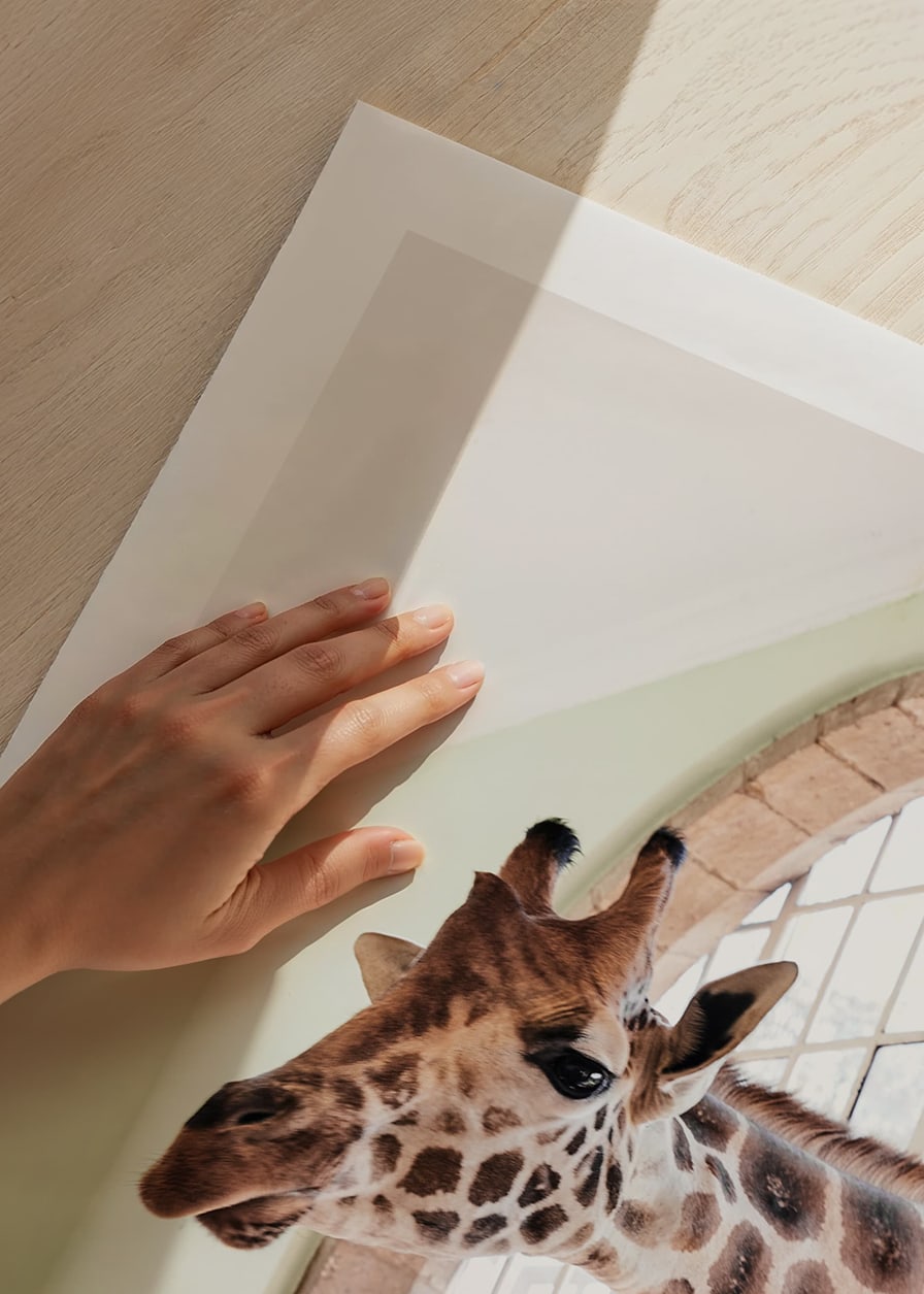Fotografía de una jirafa asomando la cabeza por una ventana grande.-12