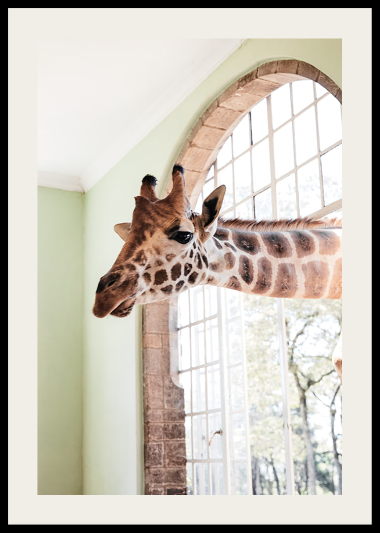 Fotografía de una jirafa asomando la cabeza por una ventana grande.-12