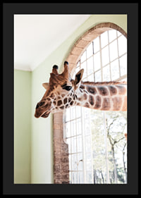 Fotografía de una jirafa asomando la cabeza por una ventana grande.-4