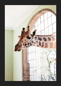 Fotografía de una jirafa asomando la cabeza por una ventana grande.-5