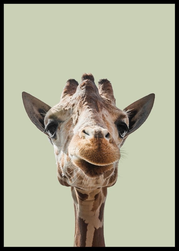 Närbild av leende giraff mot ljusgrön bakgrund-12