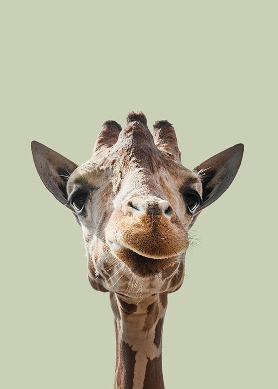 Närbild av leende giraff mot ljusgrön bakgrund-12