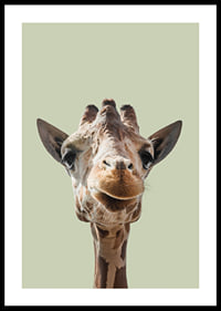 Närbild av leende giraff mot ljusgrön bakgrund-0