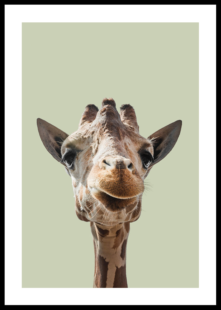Närbild av leende giraff mot ljusgrön bakgrund-12