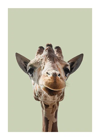 Poster Smiling Giraffe