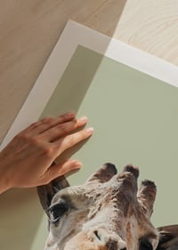 Närbild av leende giraff mot ljusgrön bakgrund-9