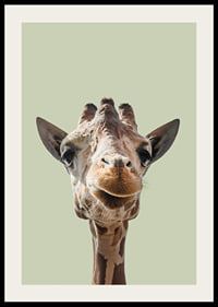 Närbild av leende giraff mot ljusgrön bakgrund-2