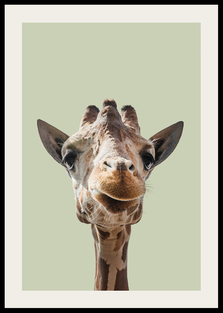 Närbild av leende giraff mot ljusgrön bakgrund-12