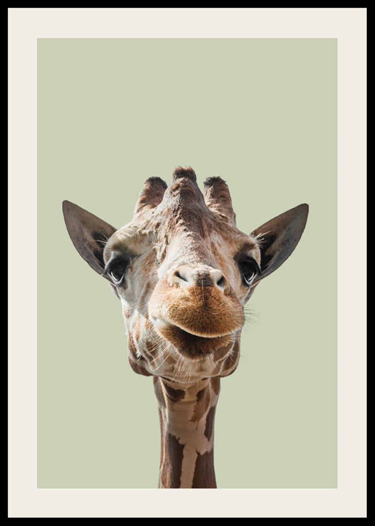 Mosolygó zsiráf közeli képe világoszöld háttér előtt-12