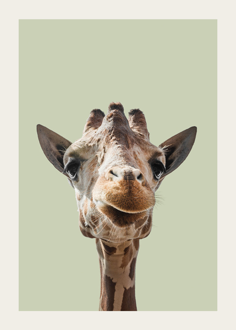 Närbild av leende giraff mot ljusgrön bakgrund-12