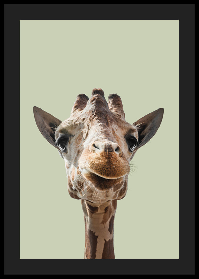 Mosolygó zsiráf közeli képe világoszöld háttér előtt-12