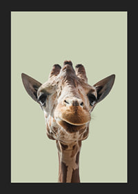 Närbild av leende giraff mot ljusgrön bakgrund-5