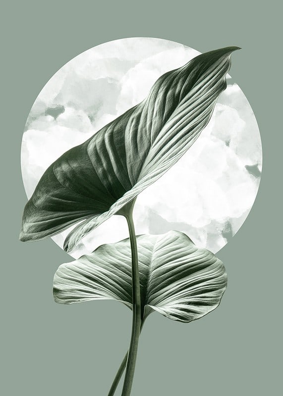 Illustration of green homalomena leaves against light circle shape-12