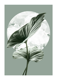 Illustration of green homalomena leaves against light circle shape-1