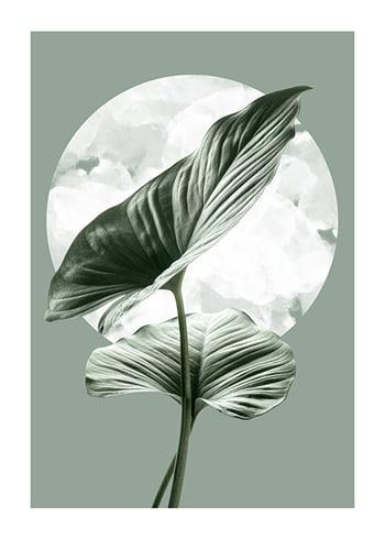 Poszter Homalomena