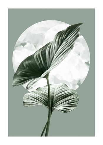 Poster Homalomena