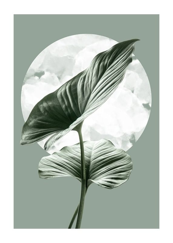 Homalomena-12