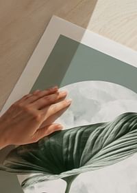 Homalomena-5