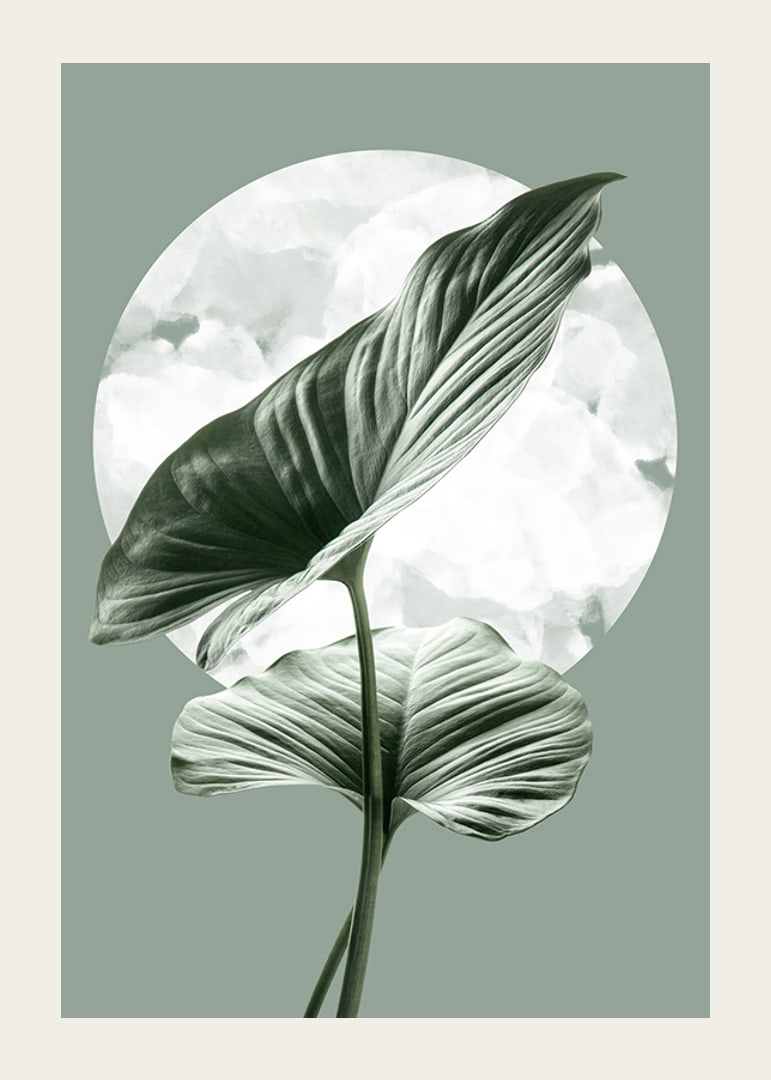 Illustration of green homalomena leaves against light circle shape-12