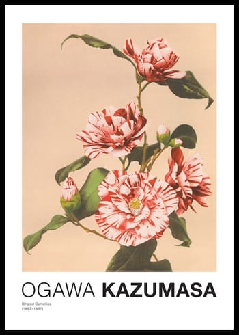 Poster Striped Camellias by Ogawa Kazumasa