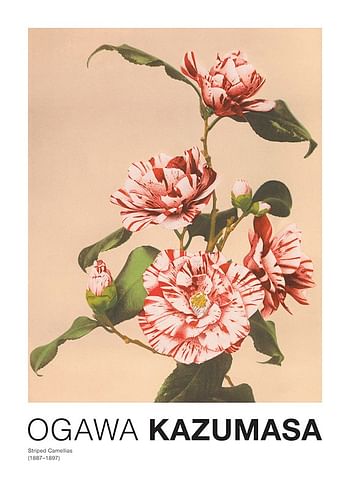 Poster Striped Camellias by Ogawa Kazumasa