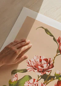 Striped Camellias by Ogawa Kazumasa-3